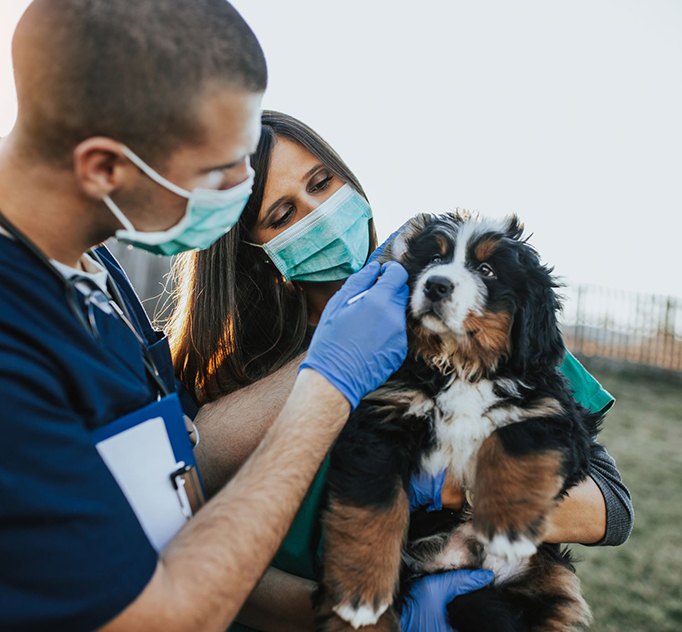 Two veterinarians wearing masks holding a Bernese mountain dog
